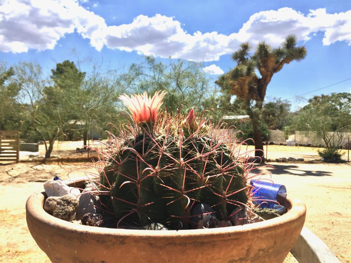 Popular Homestead! Location, Stargaze, Views! Joshua Tree